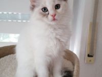 Bildschöne Ragdoll Birma Neva Mix Kitten, selten Chimäre Seal Tortie Lynx Mädel, Blaue Augen