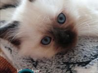 Zauberschöne Ragdoll Triple-Cross(3) fach mix Kitten Blaue Augen Tortie, Seal, zu verkaufen