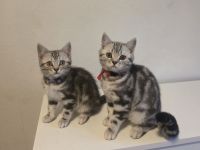 2x geimpfte Whiskas silver BKH Tabby Kitten abgabebereit