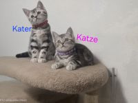 Bezaubernde Whiskas silver BKH Tabby Kitten