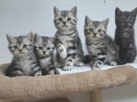 Bezaubernde Whiskas silver BKH Tabby Kitten