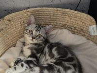 2x geimpfte Whiskas silver BKH Tabby Kater abgabebereit