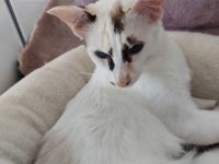 Balinesin seal tortie mit weiß