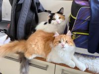 Liebevolles Maine Coon Mix Katzenpärchen suchen neues Zuhause