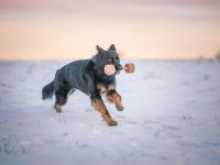 Altdeutsche Schäferhunde vom Spatzenberg
