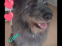 Gino sucht genau dich