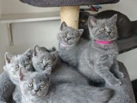 BKH Kitten/ Auszugsbereit