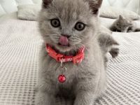 BKH Kitten in der Farbe Lilac suchen ein neues Zuhause -