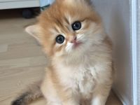 BKH Kitten Reinrassig mit Stammbaum