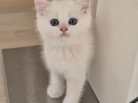 BKH/BLH Kitten Reinrassig mit Stammbaum