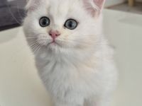 BKH  Kitten Reinrassig mit Stammbaum