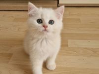BKH  Kitten Reinrassig mit Stammbaum