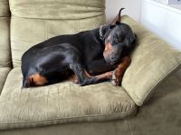 Dobermann in liebevolle Hände abzugeben