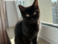 Britisch Kurzhaar Katzenbabys