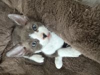 Sphynx Kitten Velour