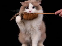 Ragdoll Zuchtkater für kontrollierte Fremddeckungen