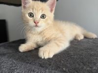 Liebevolle aufgezogene BKH Mix Kitten