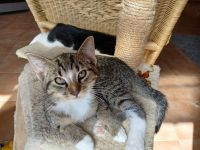 2 junge Kater getigert und Schwarz-Weiß, Kätzchen 3 Monate, als Pärchen abzugeben