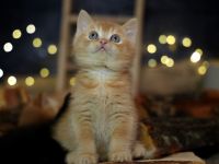 ( Abgabebereit ) BKH Kitten mit Stammbaum