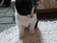 Kleine Katze und kleiner Kater abzugeben, als Pärchen