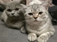 BKH KITTEN
