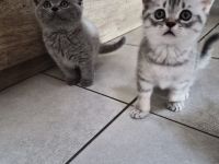 BKH KITTEN