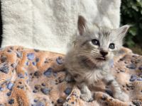 Norwegische Waldkatzen Kitten reinrassig mit Stammbaum