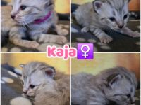 Norwegische Waldkatzen Kitten reinrassig mit Stammbaum