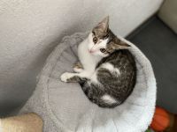 Süßes, selbstständiges Katzenmädchen sucht ein liebevolles Zuhause!