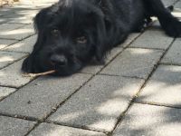 Labrador-schafpudel-welpen