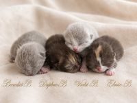BKH mit Stammbaum britisch Kurzhaar kitten Champion Verpaarung