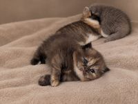 BKH mit Stammbaum britisch Kurzhaar kitten Champion Verpaarung