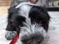Schapendoes Welpen