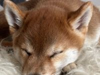 Wurfplanung Shiba Inu, Winter 26/27