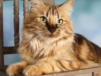 Norwegischer Waldkatze - amber (kastriert)