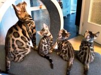 Reinrassige Bengal Kitten Mini-Leoparden Brown Tabby spotted