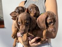 Dackel Zwergdackel Welpen | Dachshund miniature