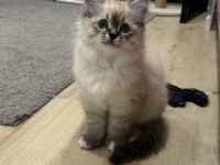 🤍Bezaubernde Ragdoll / Heilige Birma Mix Kitten (Mama Ragdoll, Papa Seal Point)