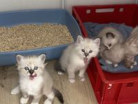 🤍Bezaubernde Ragdoll / Heilige Birma Mix Kitten (Mama Ragdoll, Papa Seal Point)