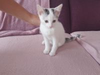 Babykatzen suchen neue Zuhause