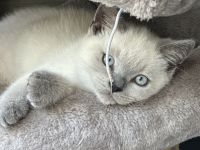 BKH Blue Point Kater