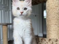 Reinrassige Maine-Coon-Kätzchen