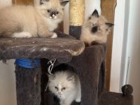 Neva Masquarade Kitten