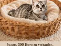 Britisch Kurzhaar Katerchen