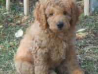 Pudelmischling, Pudel-Mix, Cockerpoo, Welpen