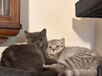 3 süßen Kitten suchen ein liebevolles Zuhause!