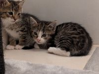 4 Kitten suchen ein neues Zuhause