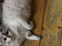 Point Kater mit blauen Augen