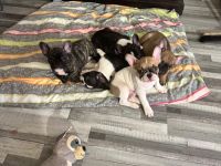 Liebevolle reinrassige Französische-Bulldoggen-Welpen suchen ihre Herzensmenschen