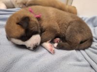 Husky schäferhund welpen